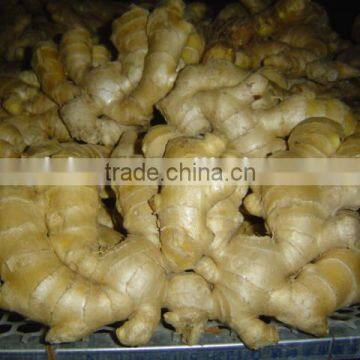 Fresh Air Dried Ginger photo-2