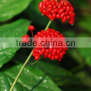 panax ginseng extract