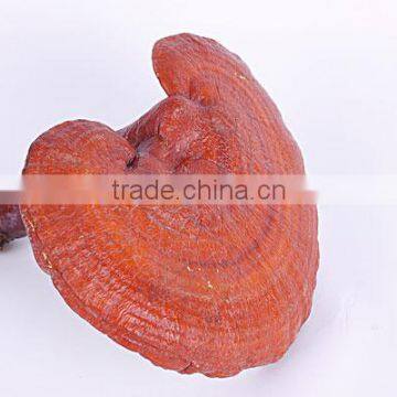 Pure Nature Reishi Mushroom Extract Powder