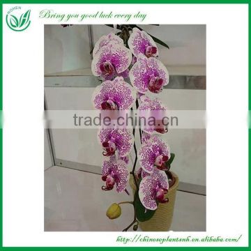 Phalaenopsis