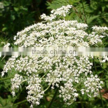 100% Pure Natural Carrot seed Essential Oil(Daucus carota)