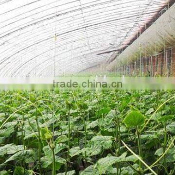 Commercia Agriculturel Low Cost Greenhouse for Sale