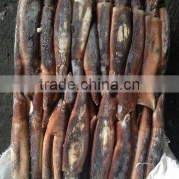 Frozen Illex Squid for Bait photo-3