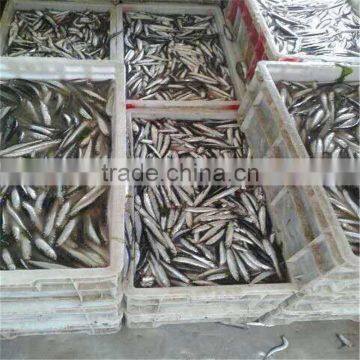 New Landing Fresh Frozen Anchovy for Fish Meal photo-6