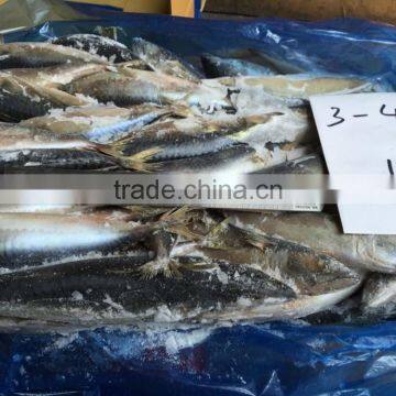 frozen Pacific mackerel