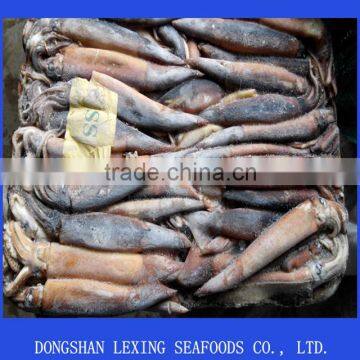 whole illex squid frozen