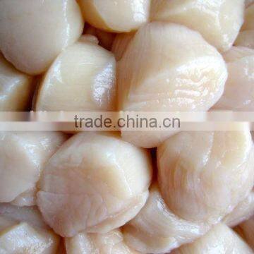 Scallop photo-2