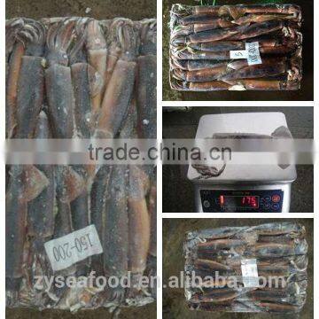 100-150g/150-200g/200-300g Frozen Illex Squid