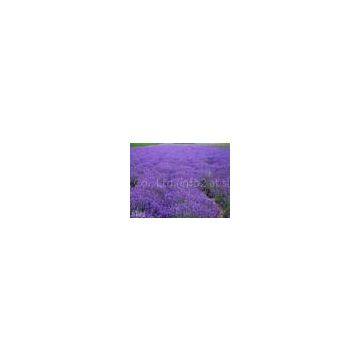 Lavender extract