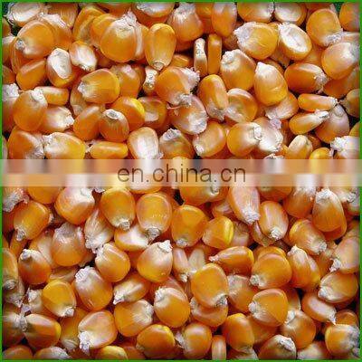 Best Yellow Maize Animal Feed 2019