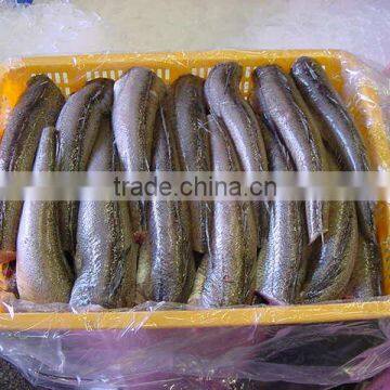 WR Frozen Hake photo-6