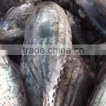 Frozen Skipjack Tuna Fish