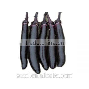 Chinese good quality purple eggplant seeds SXE No.6