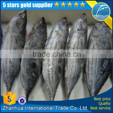 Fresh Frozen Whole Round Skipjack Tuna