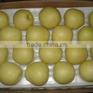 Chinese fresh China Golden delicious apples