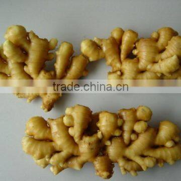 Laiwu Fresh Chinese Ginger for Hot Selling
