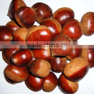 Supply shandong Fresh chestnut