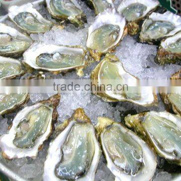 OYSTER FLAVOR/SEASONINGS