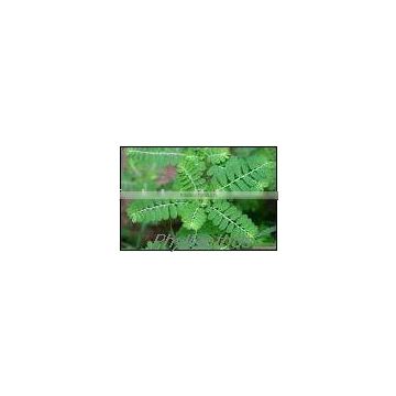 Phyllanthus Amarus Extract Powder-jory