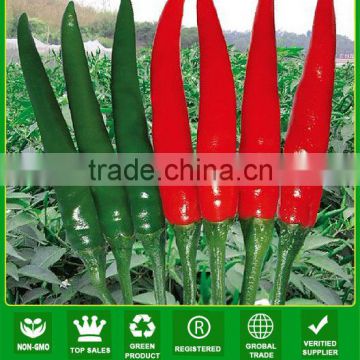 P16 Tianjian f1 hybrid upright growing red chilli seeds in vegetable seeds