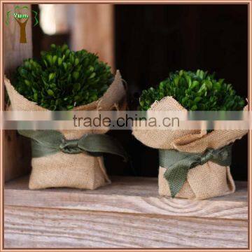 Preserved Boxwood Ball in Burlap Pot photo-2