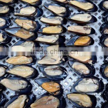 IQF Half Shell Blue Mussel photo-2