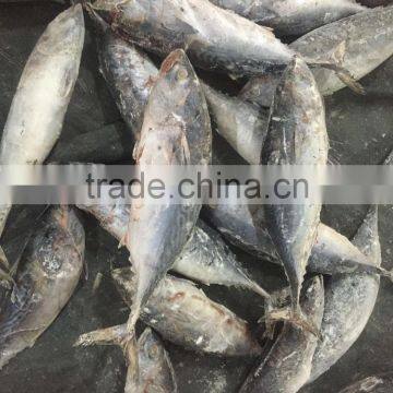 Frozen Bonito Tuna 750g up for Sale photo-3