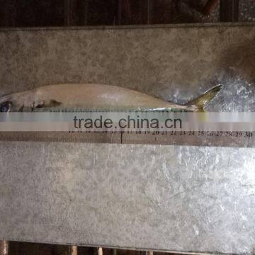Frozen Pacific Mackerel Good-quality Seafood Pacific Mackerel Whole photo-4