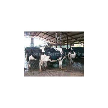 Live Holstein Heifer Cattle for Export