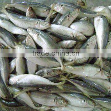 China Export Frozen Horse Mackerel Fish 160-200pcs