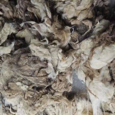 Tibetan Raw Greasy Cashmere Fiber Tibet Cashmere Fineness 14.5mic photo-2