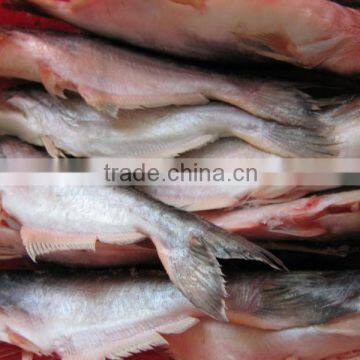 FROZEN WHOLE PANGASIUS