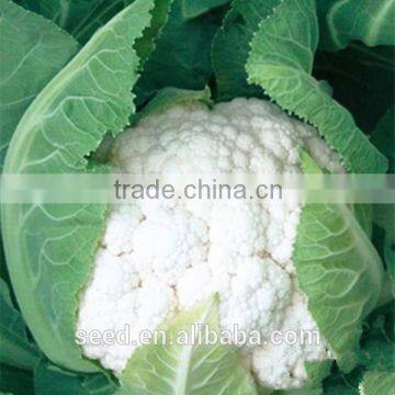 white broccoli seeds SXCa No.2