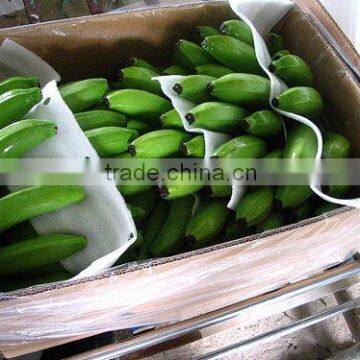 Best Price for Fresh Banana with Good Quality