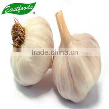 Shandong pure white garlic