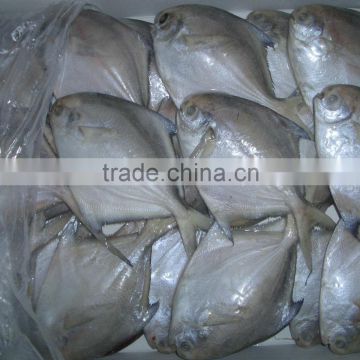 Silver Pomfret