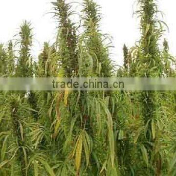 Hemp Seed Essential Oil