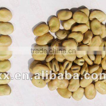 Broad Beans