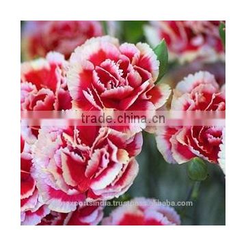 Carnation Oil