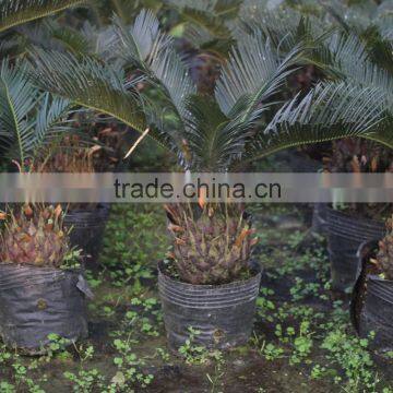 Factory supply mini cycas revoluta hardiness