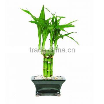 tower lucky bamboo plants for bedroom decor