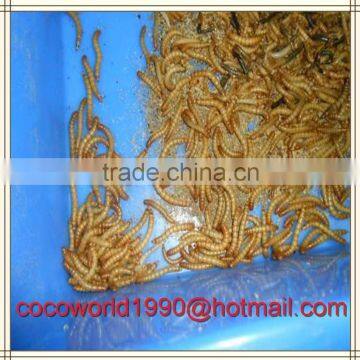 Top Quality Bulk Chicken Feed Dried Mealworms Insects photo-3