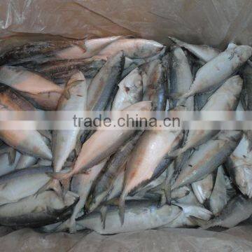 indian mackerel