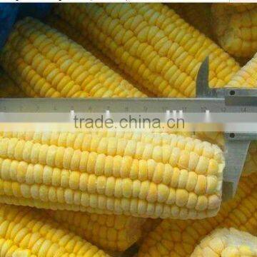 Delicious iqf frozen yellow corn sweet corn bulk