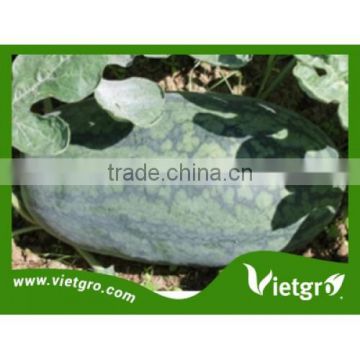 High Yield F1 Hybrid Watermelon Seeds For Planting VGW DT1.02 / Melon Seed For Planting