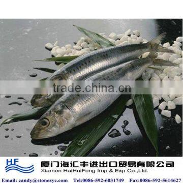 Frozen fresh sardines on sale