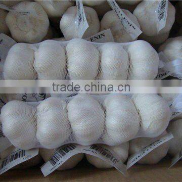 crop fresh white garlic 5P packed MOQ:1*40'FCL