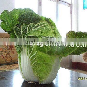 10 kg fresh green big cabbage