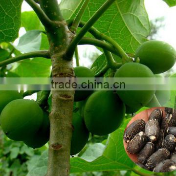 2015 Newest Jatropha curcas L . Seeds For Growing