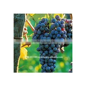 grapeseed carrier oil